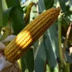 RGT IXABEL