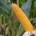 RGT MAXXATAC