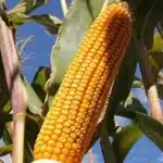 Performanță in anii dificili,stabilitate agronomică