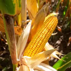 RGT-Palawan-Porumb-boabe