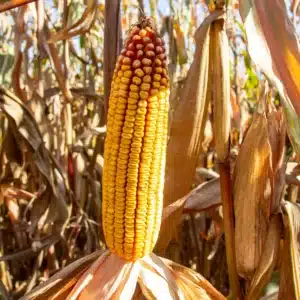 RGT-Parexx-Porumb-boabe