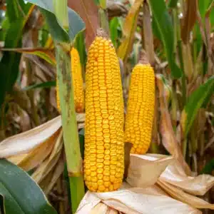 RGT-Produxxion-Porumb-boabe