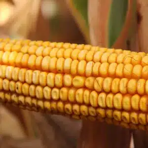 RGT-Reaxxion-Porumb-boabe-dentat