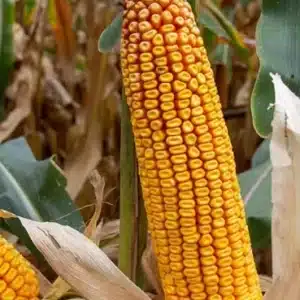 RGT-TEXIA-Porumb-siloz