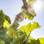 Sugar-beet_with-light_200713_str_0734