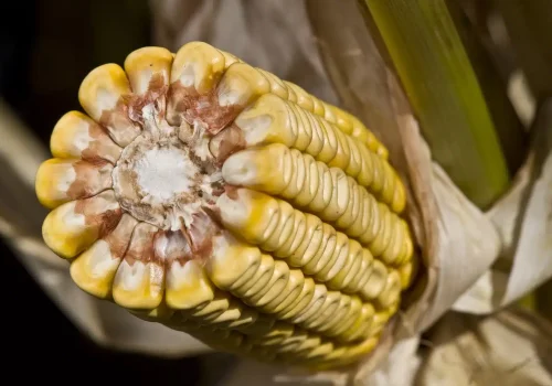 RGT-ALEXXANDRA-DUO-Porumb-boabe