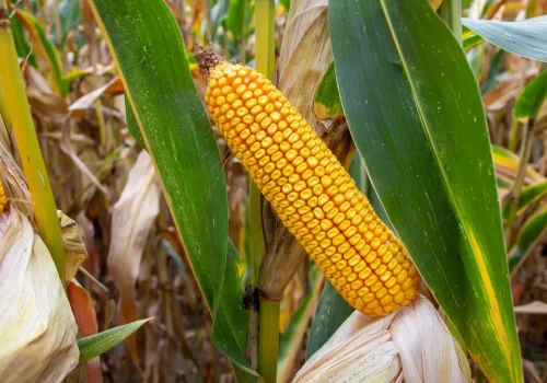 RGT-Alexx-Porumb-boabe