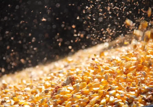 RGT-Alexx-Porumb-boabe