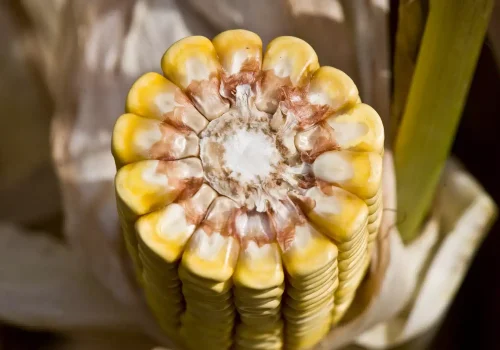 RGT-Alexxandra-Duo-porumb-boabe-mediu