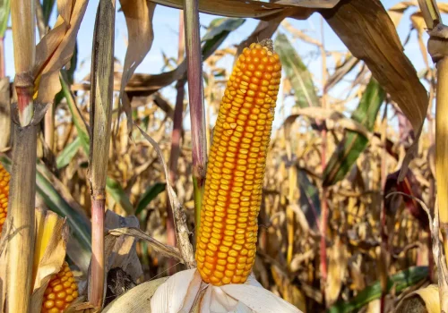 RGT-Alyxx-Porumb-boabe