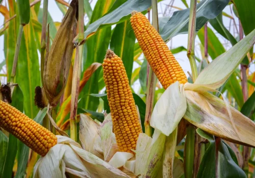 RGT-Alyxx-Porumb-boabe