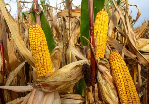 RGT-Auxkar-Porumb-dentat