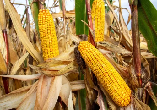 RGT-Auxkar-Porumb-boabe