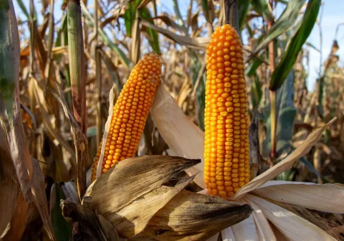 RGT-Axxional-Porumb-boabe