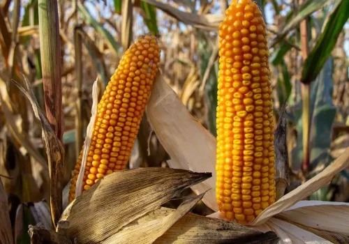 RGT-Axxional-Porumb-boabe