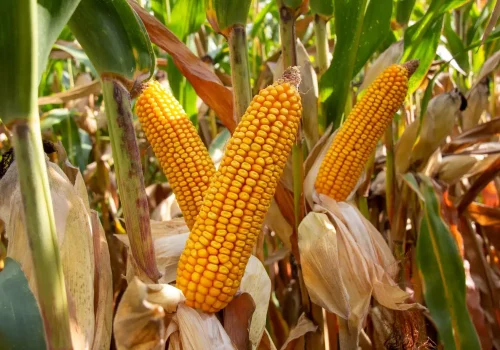 RGT-DARKNESS-Porumb-bob