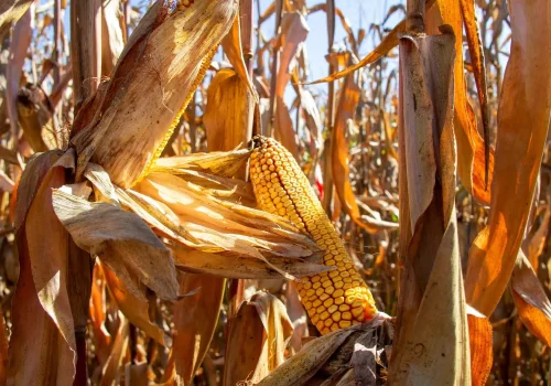 RGT-DEXTER-Porumb-boabe