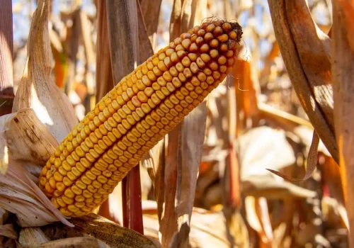 RGT-Dexter-Porumb-bob