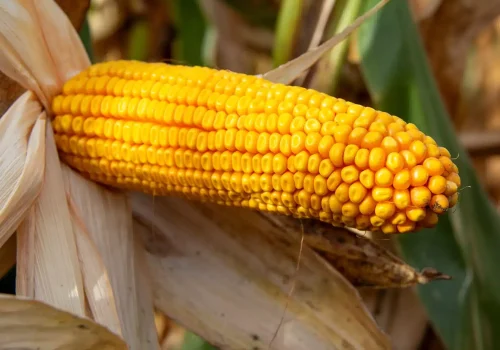 RGT-Donerixx-Porumb-siloz