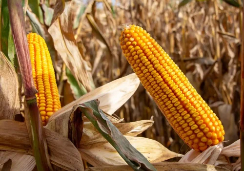 RGT-Donerixx-porumb-Siloz -FAO