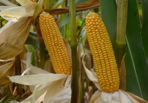 RGT-Dragster-Porumb-bob