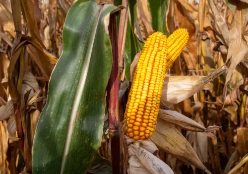 RGT-ELARAXX-DUO-mais-mixte