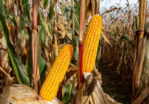 RGT-ELARAXX-DUO-porumb -boabe