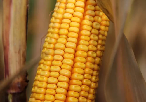 RGT-EXXACT-porumb-silo