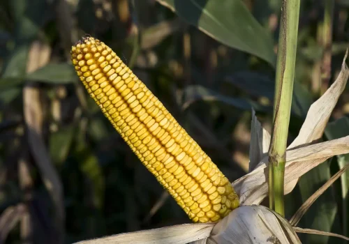 RGT-Fatbox-Porumb-dentat