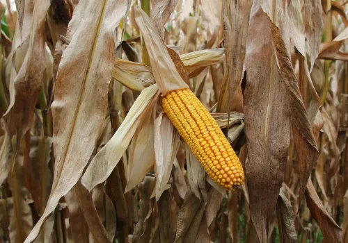 RGT-Futurixx-BIO-porumb-boabe