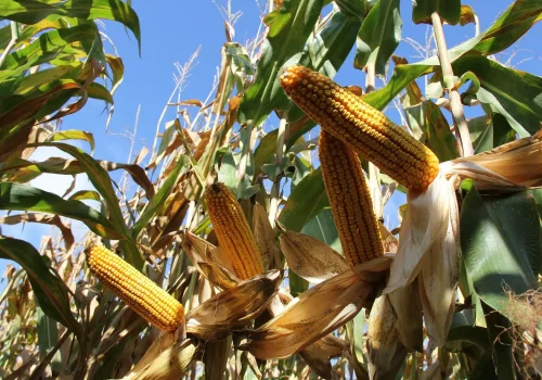 RGT-Futurixx-BIO-mais