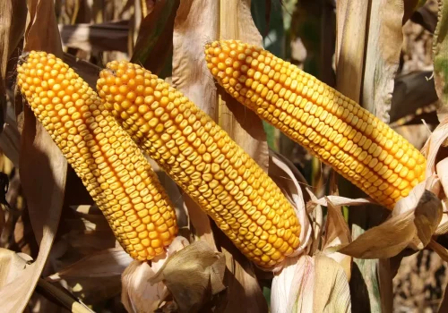 RGT-Futurixx-Porumb-boabe