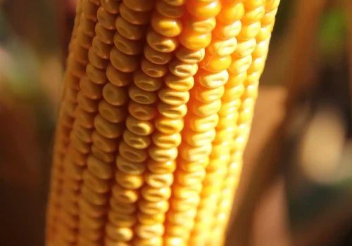 RGT-Hexxagone-DUO-porumb