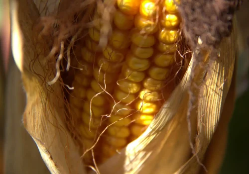 RGT-Hexxagone-porumb-boabe