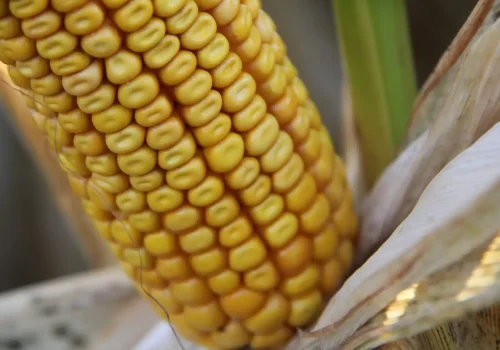 RGT-Himalayaxx-Porumb-boabe