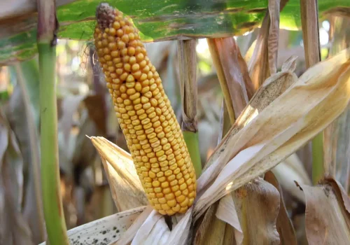 RGT-Himalayaxx-porumb-bob