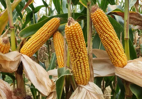 RGT-Huxxo-Porumb-boabe