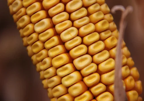 RGT-Huxxo-porumb-boabe