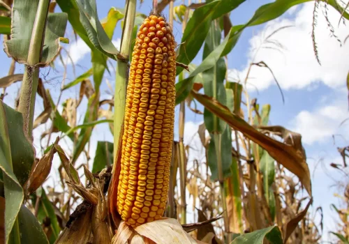 RGT-Inedixx-Porumb-boabe