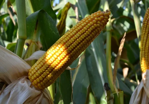 RGT-Ixabel-Porumb-boabe-siloz