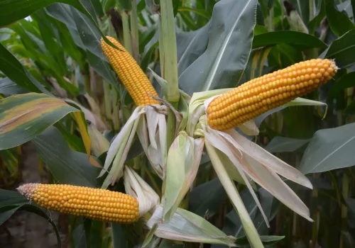 RGT-MAXXATAC-Porumb-boabe