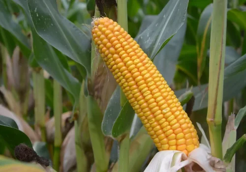 RGT-MAXXATAC-porumb-boabe