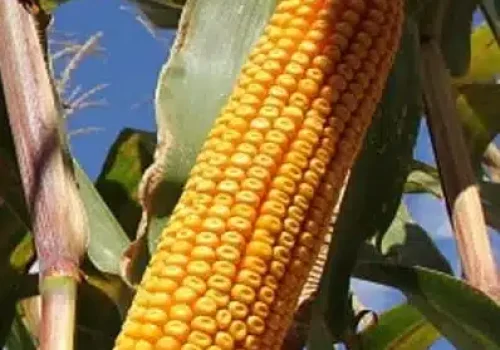 RGT-OXXYTOP-porumb-boabe