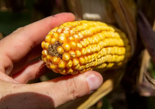 RGT-Oxandro-Porumb-boabe