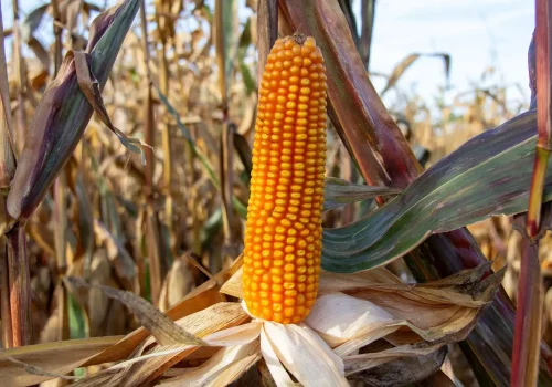 RGT-Oxandro-porumb-boabe