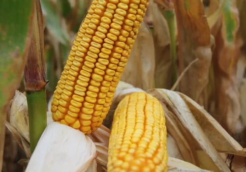 RGT-Oxxytop-porumb-boabe -hibrid