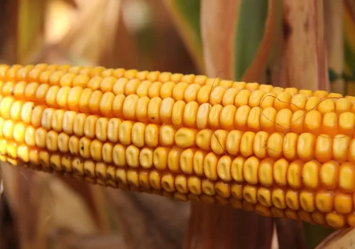 RGT-Reaxxion-Maïs-grain-denté