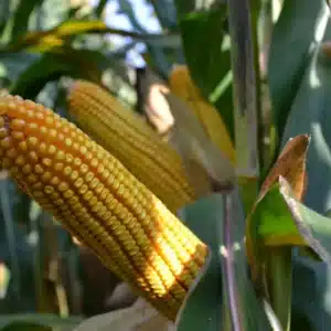 RGT MEXINI